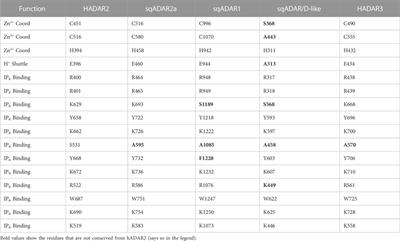 Squid express conserved ADAR orthologs that possess novel features